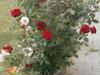 Apartm�n Garden