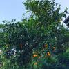 Bed & Breakfast L' Arancio In Fiore
