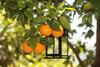Bed & Breakfast L' Arancio In Fiore
