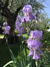 Bed And Breakfast I Glicini