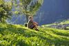 Agroturismo Untersillerhof