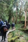 Lodge Caba�as Parque Tepuhueico