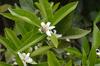 Apartamento Socrates Organic Village - Wild Olive