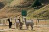 Agroturismo 1220 Gibbston Lodge