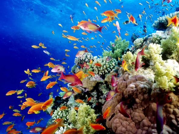La Gran Barrera de Coral es mucho más grande que dos Italias. Fuente:  Cool Facts for Kids.