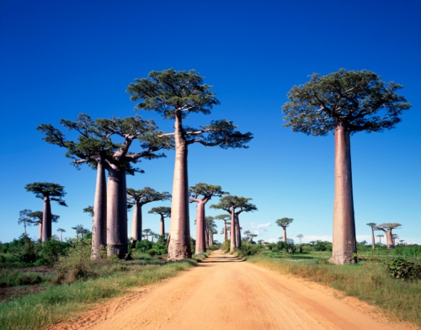 Estos curiosos árboles se llaman adansonia, pero los conocemos como baobabs.