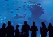 Espectculos en Palma Aquarium