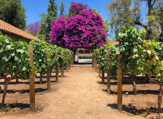 Visita a la bodega Viña Santa Rita